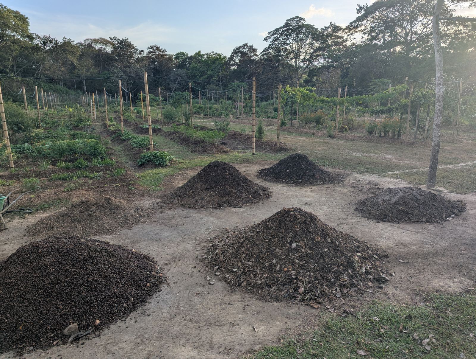 Pilas de bocashi fermentando en finca