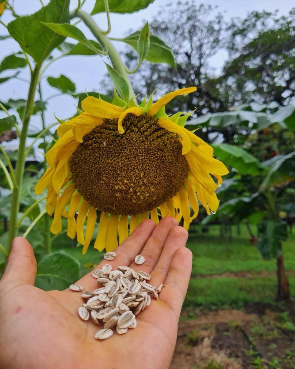 Girasol y semillas en finca